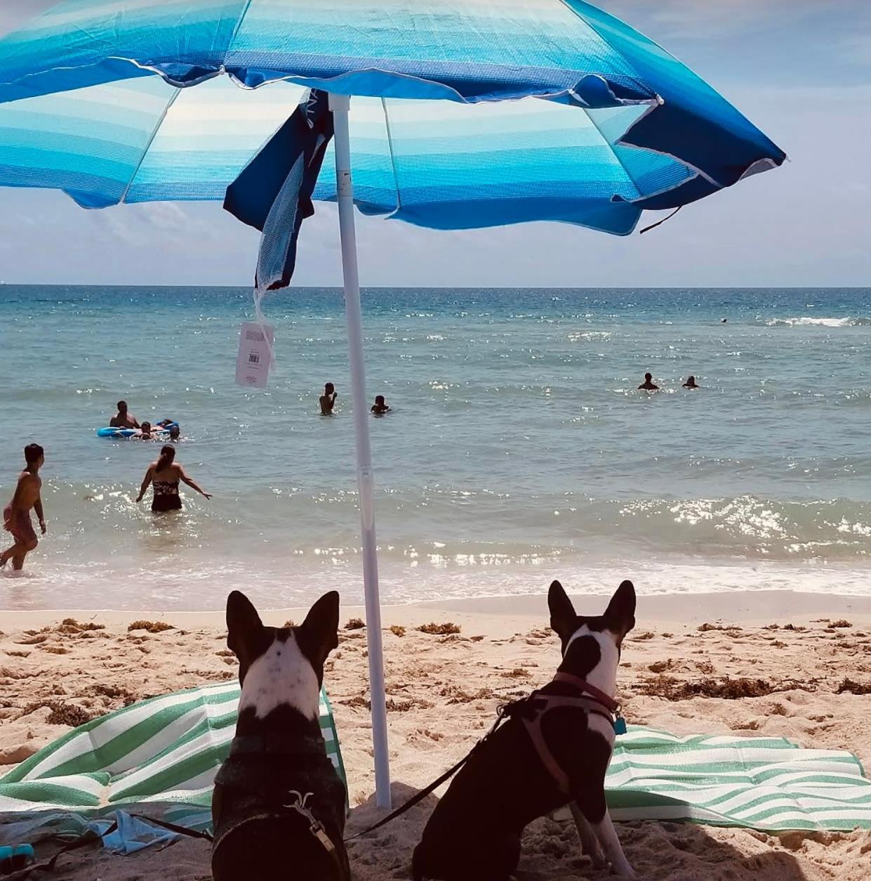 Steps To Sea Miami Beach Free Parking Pet & Family Friendly Exterior foto